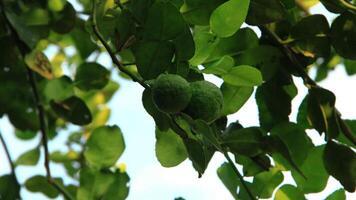 kaffir lime fruit or Citrus hystrix on a fertile tree photo