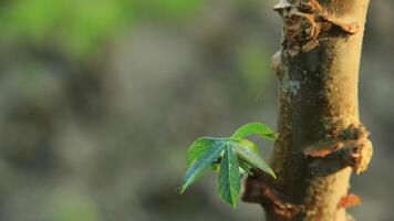 Fresh young green leaves of twig tree growing in spring. Beautiful leaf natural background photo