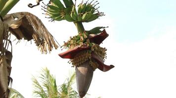 plátano flores con inmaduro bananas crecer Fresco en robusto arboles durante el día foto