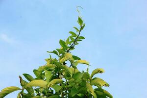 Fresh young green leaves of twig tree growing in spring. Beautiful leaf natural background photo