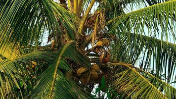 Young green coconuts still on their fertile trees photo