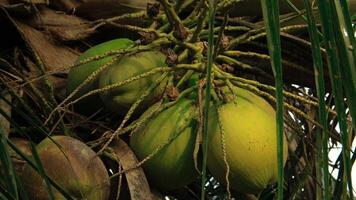 Young green coconuts still on their fertile trees photo