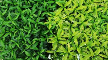 young lush leaves are used for background or texture photo