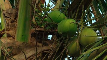 Young green coconuts still on their fertile trees photo