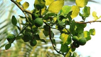 kaffir lime fruit or Citrus hystrix on a fertile tree photo