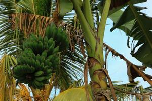 Indonesian ripe kepok banana or Musa acuminate balbisiana, ripe banana flower fruit on white background photo