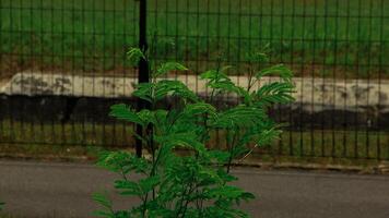Fresh young green leaves of twig tree growing in spring. Beautiful leaf natural background photo