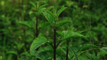 Fresh young green leaves of twig tree growing in spring. Beautiful leaf natural background photo