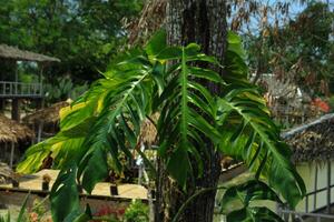 dragon tail leaves or Epipremnum pinnatum which grow on tall tree trunks and grow abundantly can be seen during the day photo