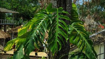dragon tail leaves or Epipremnum pinnatum which grow on tall tree trunks and grow abundantly can be seen during the day photo