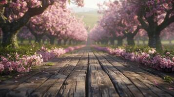 Cherry blossoms in full bloom on a wooden pathway in the garden. photo