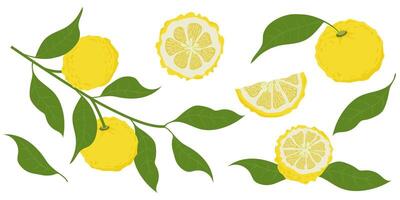 Hand drawn yuzu fruit. Set of Yuzu fruits isolated on a white background vector