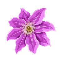 Clematis flower illustration, isolated on white background. vector