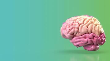 The pink brain for eduction or creative concept 3d rendering. photo
