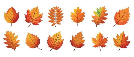 Set of colorful autumn leaves. Autumn falling leaves isolated on white background. Illustration, design elements vector
