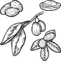 Shea nut branch and leaf set in line art style vector