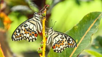 Papilio Demoleus or lime butterfly, which perched on flowering plants, is called lime butterfly because the larvae of this butterfly are pests on lime plants photo