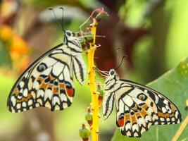 Papilio Demoleus or lime butterfly, which perched on flowering plants, is called lime butterfly because the larvae of this butterfly are pests on lime plants photo