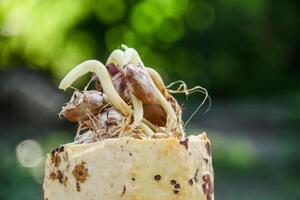 Cocoa seeds or cocoa sprouts that live inside the fruit photo