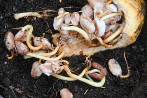 Cocoa seeds or cocoa sprouts that live inside the fruit photo