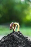 Cocoa seeds or cocoa sprouts in humus soil and a background of leaves exposed to morning sunlight photo