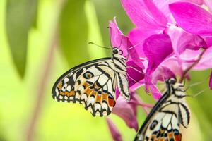 Papilio Demoleus or lime butterfly, which perched on flowering plants, is called lime butterfly because the larvae of this butterfly are pests on lime plants photo