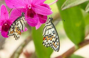 Papilio Demoleus or lime butterfly, which perched on flowering plants, is called lime butterfly because the larvae of this butterfly are pests on lime plants photo