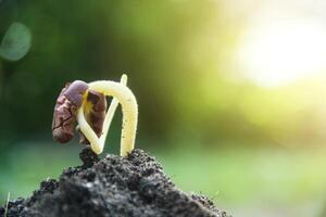 Cocoa seeds or cocoa sprouts in humus soil and a background of leaves exposed to morning sunlight photo