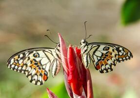 Papilio Demoleus or lime butterfly, which perched on flowering plants, is called lime butterfly because the larvae of this butterfly are pests on lime plants photo
