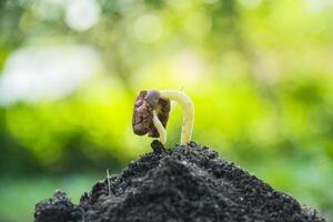 Cocoa seeds or cocoa sprouts in humus soil and a background of leaves exposed to morning sunlight photo