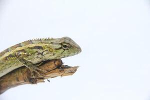 Garden chameleon perched on a wooden branch and isolated on white background photo