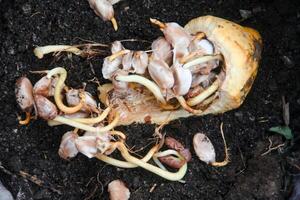 Cocoa seeds or cocoa sprouts that live inside the fruit photo