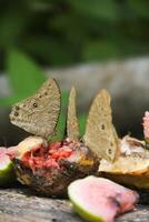 Melanitis leda butterfly or common evening brown which perches on rotten fruit and sucks it photo
