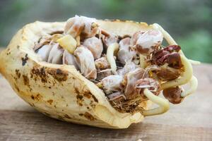 Cocoa seeds or cocoa sprouts that live inside the fruit photo