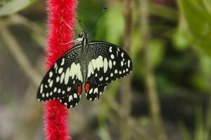 Papilio Demoleus or lime butterfly, which perched on flowering plants, is called lime butterfly because the larvae of this butterfly are pests on lime plants photo