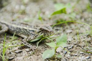 Garden Chameleon or calotes versicolor, reptiles that can change their color according to their environment photo