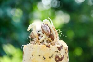 Cocoa seeds or cocoa sprouts that live inside the fruit photo