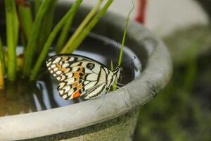Papilio Demoleus or lime butterfly, which perched on flowering plants, is called lime butterfly because the larvae of this butterfly are pests on lime plants photo