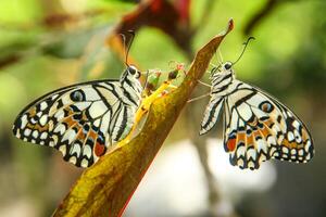 Papilio Demoleus or lime butterfly, which perched on flowering plants, is called lime butterfly because the larvae of this butterfly are pests on lime plants photo