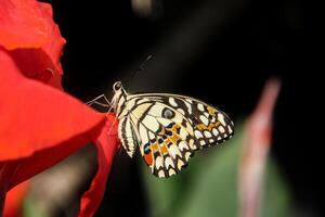 Papilio Demoleus or lime butterfly, which perched on flowering plants, is called lime butterfly because the larvae of this butterfly are pests on lime plants photo