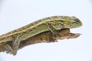 Garden chameleon perched on a wooden branch and isolated on white background photo