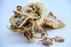 Cocoa seeds or cocoa sprouts that live inside the fruit photo