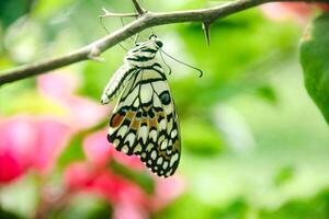 Papilio Demoleus or lime butterfly, which perched on flowering plants, is called lime butterfly because the larvae of this butterfly are pests on lime plants photo