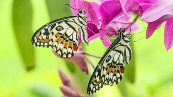 Papilio Demoleus or lime butterfly, which perched on flowering plants, is called lime butterfly because the larvae of this butterfly are pests on lime plants photo