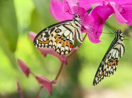 Papilio Demoleus or lime butterfly, which perched on flowering plants, is called lime butterfly because the larvae of this butterfly are pests on lime plants photo