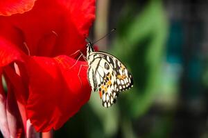 Papilio Demoleus or lime butterfly, which perched on flowering plants, is called lime butterfly because the larvae of this butterfly are pests on lime plants photo