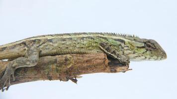 Garden chameleon perched on a wooden branch and isolated on white background photo