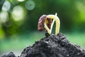 Cocoa seeds or cocoa sprouts in humus soil and a background of leaves exposed to morning sunlight photo