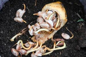 Cocoa seeds or cocoa sprouts that live inside the fruit photo