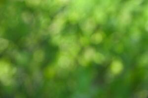 Defocused or blur with bokeh background of foliage in sunny day photo